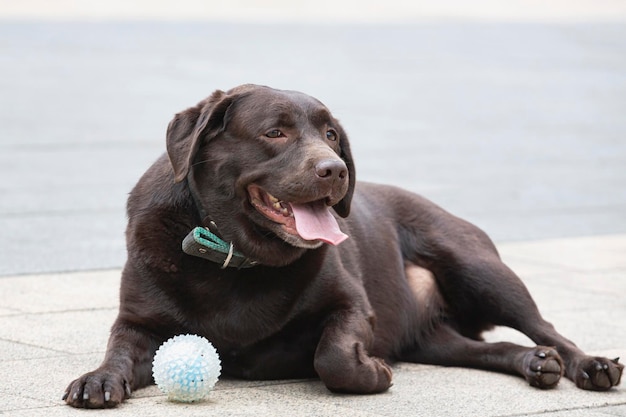 Ein brauner Labrador spielt mit einem auf der Straße liegenden Ball