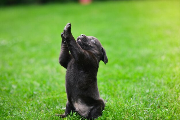 Ein brauner Labrador-Welpe spielt Labrador-Welpen auf grünem Gras