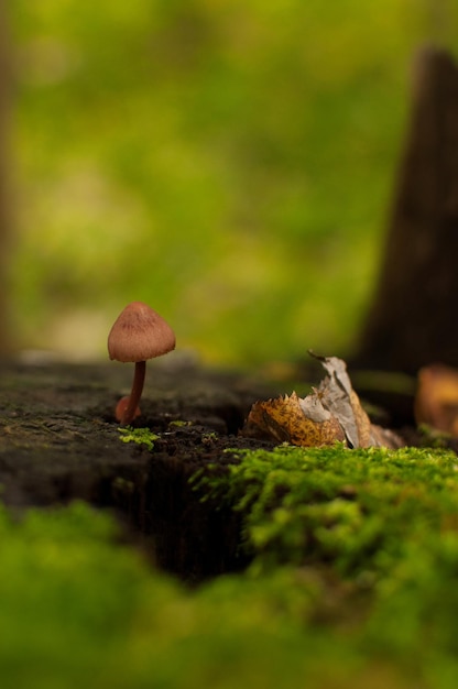 Ein brauner Pilz auf einem dünnen Stiel wächst aus einem Stumpf auf einem verschwommenen Hintergrund aus grünem Moos und Blättern