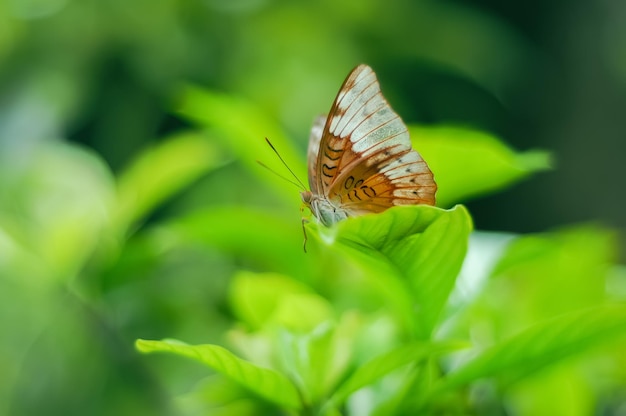 Ein brauner Schmetterling Euthalia aconthea