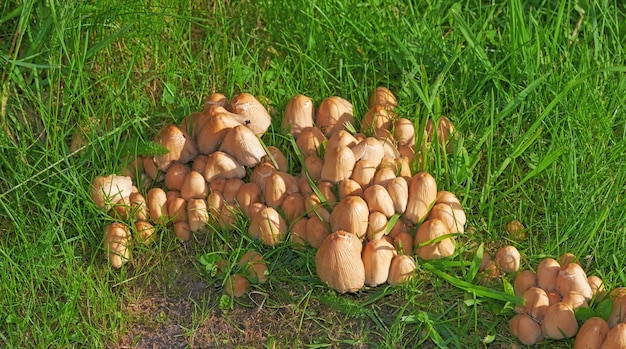 Ein brauner, strukturierter Tintenkappenpilz, der auf dem Gras verstreut ist Ein Haufen Sprossen, umgeben von großen Buschrasen auf dem Feld in einem Hinterhof an einem sonnigen Tag Die wilden Pilze wachsen auf dem Feld