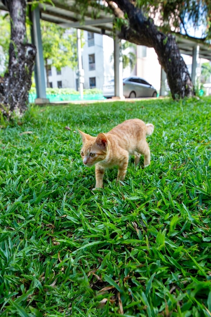 Ein braunes, dünnes Kätzchen spielt auf dem selektiven Grasfokus