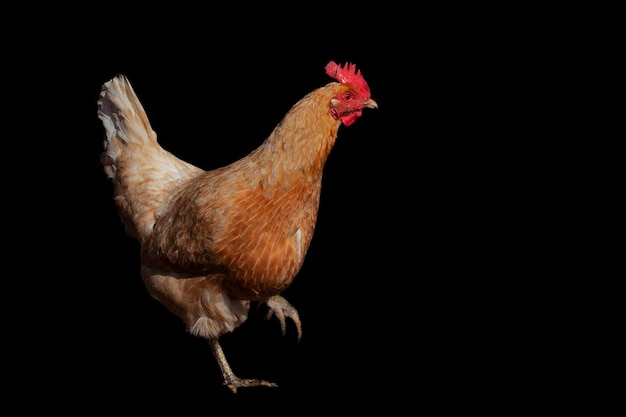 Ein braunes Huhn mit einem roten Kamm auf dem Kopf