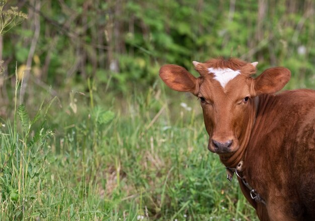 Ein braunes junges Kalb weidet auf dem grünen Gras auf einem Feld