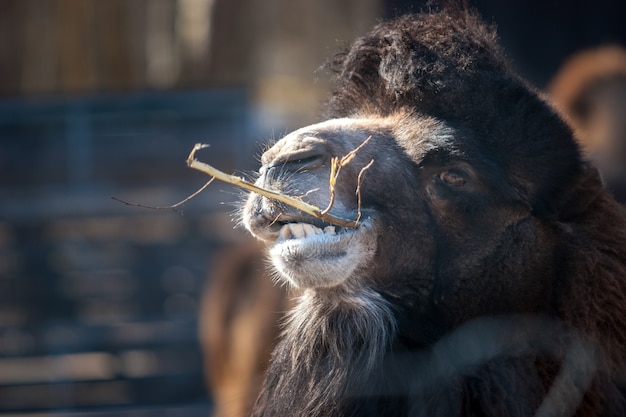 Ein braunes Kamel kaut auf einem Ast. Schiefe Zähne sind sichtbar. Viel Wolle. Selektiver Fokus. Der Hintergrund ist verschwommen.
