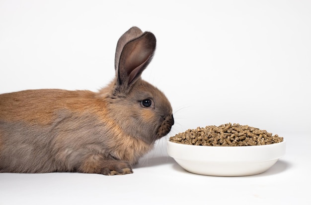 Ein braunes Kaninchen sitzt neben einem Teller mit Mischfutter