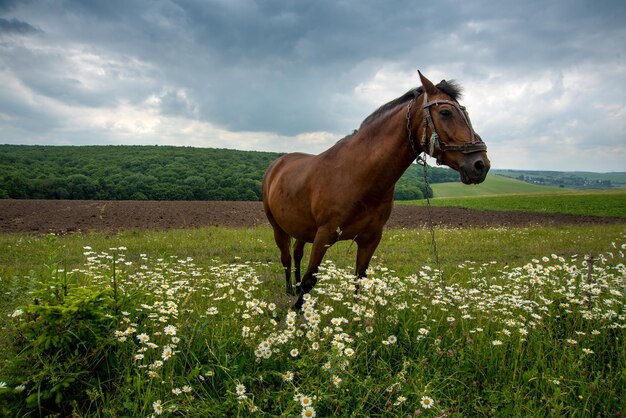 Ein braunes Pferd auf einer Kamillenwiese, stürmisches Wetter
