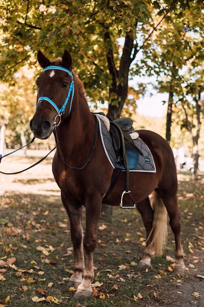 Ein braunes Pferd mit Sattel in einem Herbstpark spazieren gehen