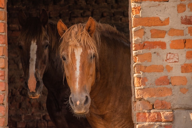 Ein braunes Pferd steht. Pferde auf einem Bauernhof. Pferd im Sommer. Tier- und Tierkonzept.