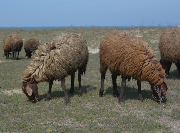 Ein braunes Schaf mit schwarzem Schwanz