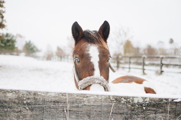 Ein braunes und weißes Pferd peert über einen Zaun im Schnee