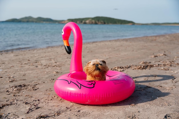 Ein Brüssel-Griffon-Hund in einem schwimmenden Ring sitzt auf einem Sandstrand im Sommerurlaub am Meer