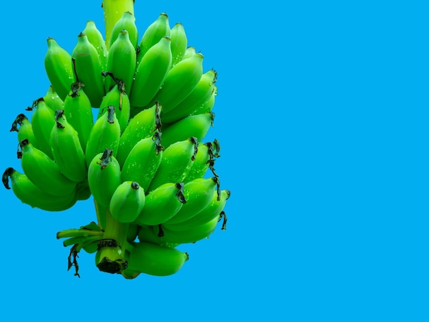 ein Bündel Bananen und Regentropfen, blauer Hintergrund, isoliert