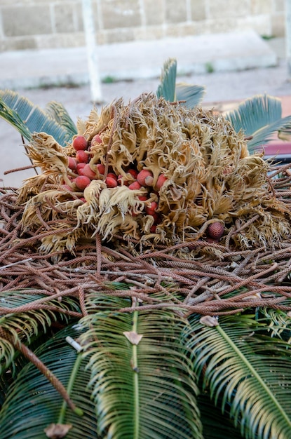 Ein Bündel Früchte auf einer Palme