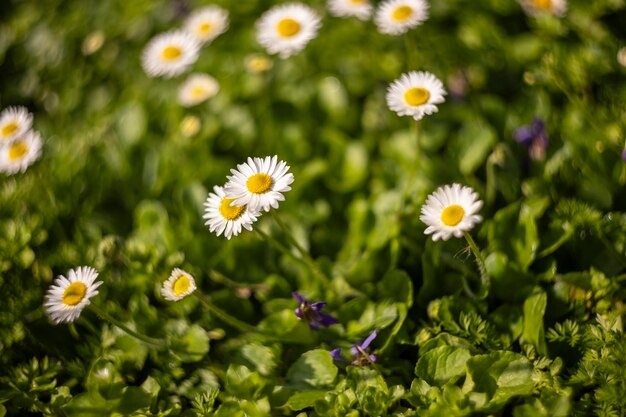 Ein Bündel Gänseblümchen im Gras