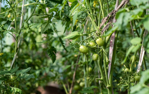 Ein Bündel grüne Tomaten in einem Gewächshaus