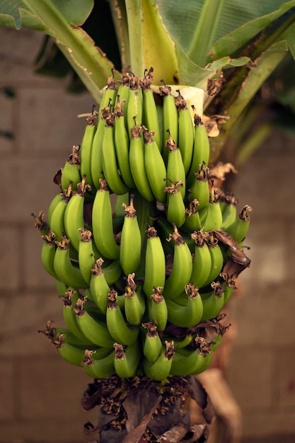 Ein Bündel grüner Bananen an der Seite eines Bananenbaums