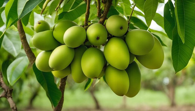 ein Bündel grüner Bananen hängt an einem Baum mit grünen Blättern