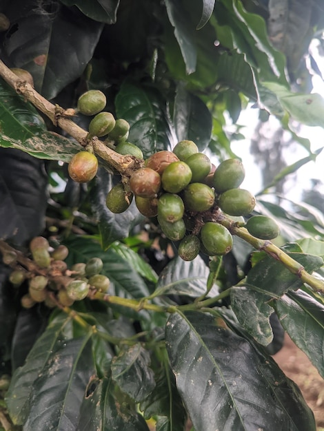 Ein Bündel Kaffeebohnen auf einem Baum mit dem Wort Kaffee darauf