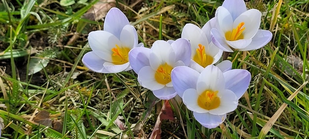 Foto ein bündel krokusblumen sind im gras.