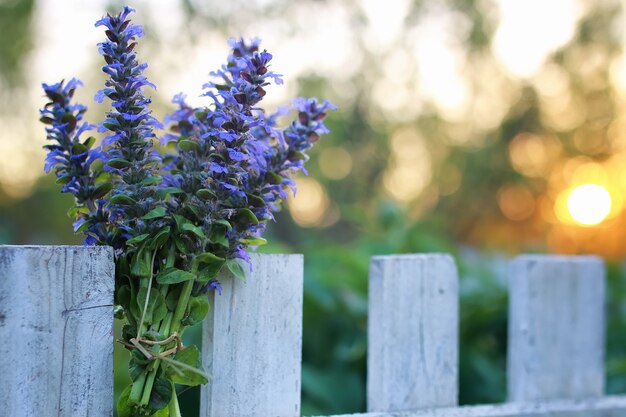 Ein Bündel Lavendelblüten an einem Sommerabendsonnenuntergang