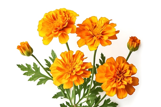 Ein Bündel orangefarbener Blumen, die auf weißem Hintergrund isoliert sind