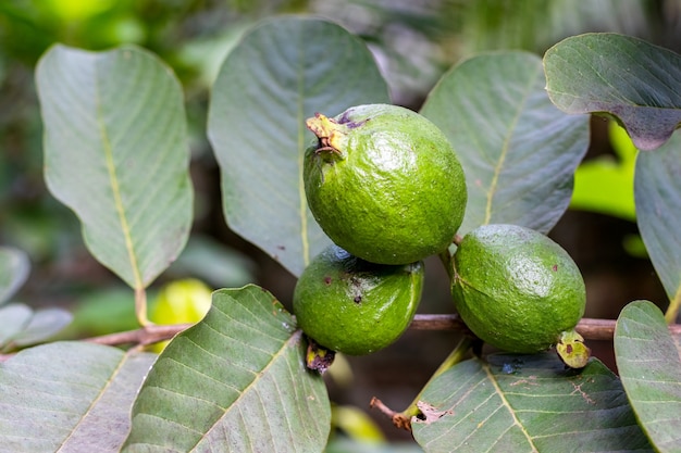 Ein Bündel organischer grüner Guavenfrucht auf einem Zweig mit Blättern