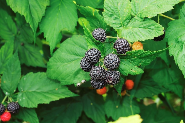 Ein Bündel reife, saftige Brombeeren auf einem Busch zwischen grünen Blättern.