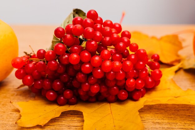 Ein Bündel reifer roter Viburnum liegt auf einem gelben Ahornblatt