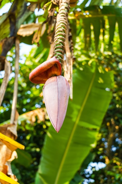 Ein Bündel roher Bananen auf der Bananenblüte des Baumes