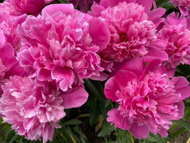 Ein Bündel rosa Pfingstrosen sind in einem Bündel