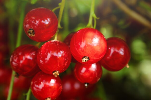 Ein Bündel rote Johannisbeeren auf einer Niederlassung