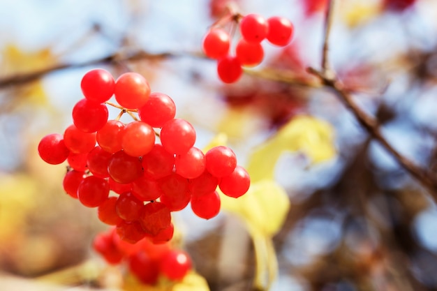 Ein Bündel roter Viburnum auf einer Niederlassung