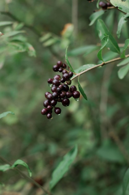 Ein Bündel schwarzer Beeren unter dem Laub