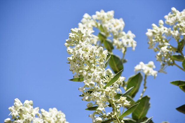 Ein Bündel weißer Blumen