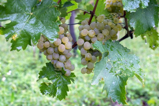 Ein Bündel weißer Trauben, die nach Regen in einem Weinberg zur Ernte bereit sind