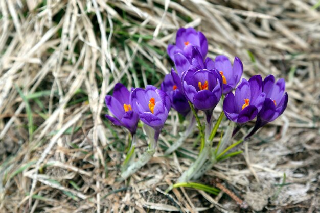 Ein Büschel Krokusse im Frühjahr den Boden