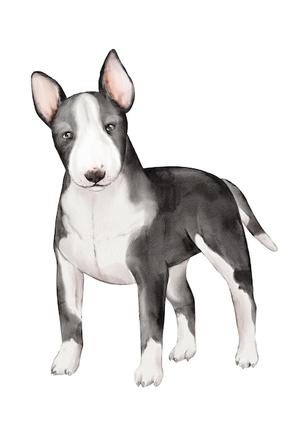 Foto ein bullterrier-hund ein mittelgroßer kampfhund aquarell-illustration eines haustieres isolierte clipart