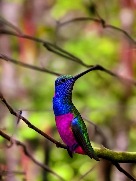 Foto ein bunter kolibri-vogel sitzt auf einer zweigstücke im wald mit bur-hintergrund
