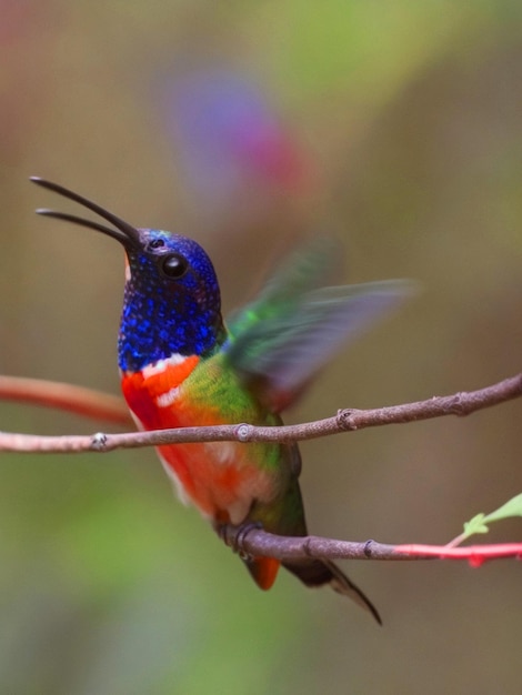 Foto ein bunter kolibri-vogel sitzt auf einer zweigstücke im wald mit bur-hintergrund
