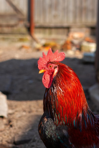 Ein bunter roter Hahn auf einem privaten Hinterhof auf einem Bauernhof