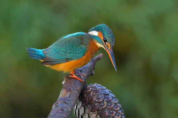 ein bunter Vogel mit einem blauen und orangefarbenen Schnabel auf einem Zweig