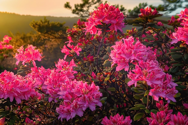 Ein Busch aus rosa Blüten, hinter dem die Sonne untergeht.