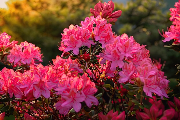Ein Busch aus rosa Blüten mit dem Wort Rhododendron auf der linken Seite.