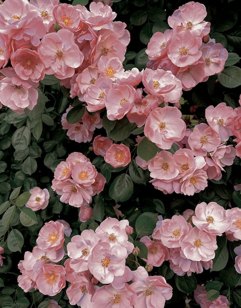 Ein Busch aus rosa Blüten mit grünen Blättern