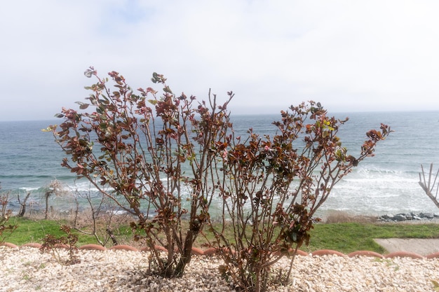 Foto ein busch mit dem meer im hintergrund