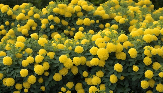 ein Busch mit gelben Blüten, die blühen