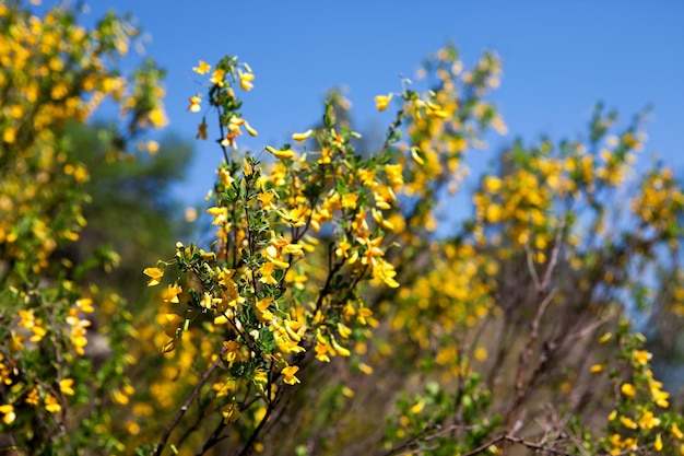 Ein Busch mit gelben Blumen im Vordergrund und einem blauen Himmel im Hintergrund.