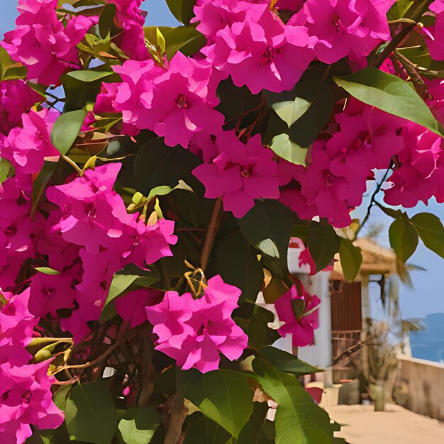 Foto ein busch mit lila blüten, auf dem bougainvillea steht