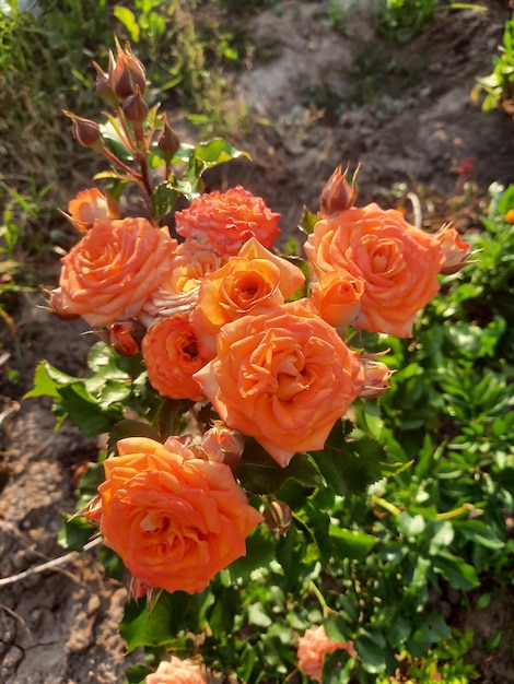 Ein Busch mit orangefarbenen Rosen blüht.